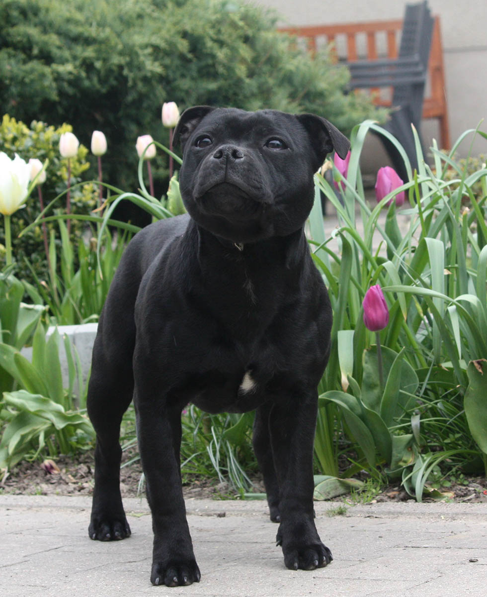 Eastbull Coconut Kiss 7 month, Eastbull Staffordshire Bull Terrier, Germany, Sachsen, Oschatz