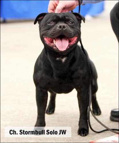 UK Champion Stormbull Solo - Mating at Eastbull