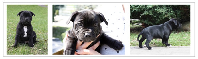 puppy out of UK Champion Stormbull Solo