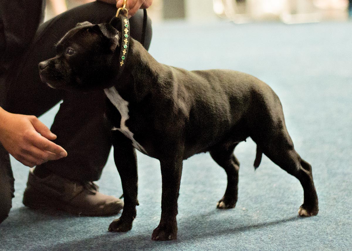 CACIB Hannover Annual Trophy Show Eastbull Devil in Prada