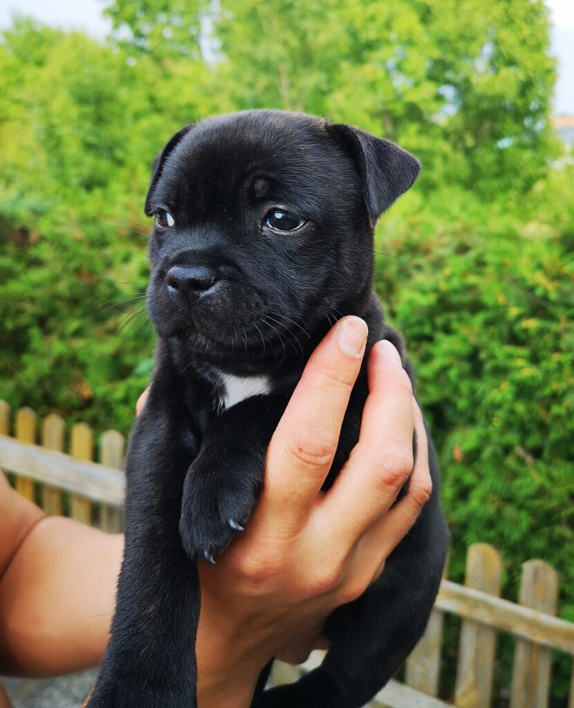 Eastbull_Puppies_Staffordshire_Bull_Terrier