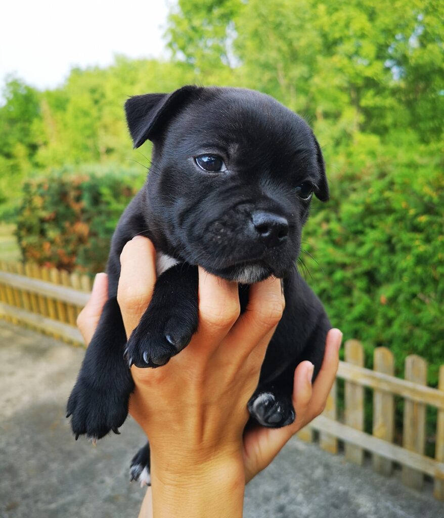 Eastbull_Puppies_Staffordshire_Bull_Terrier