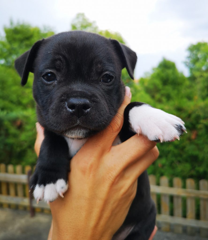 Eastbull_Puppies_Staffordshire_Bull_Terrier