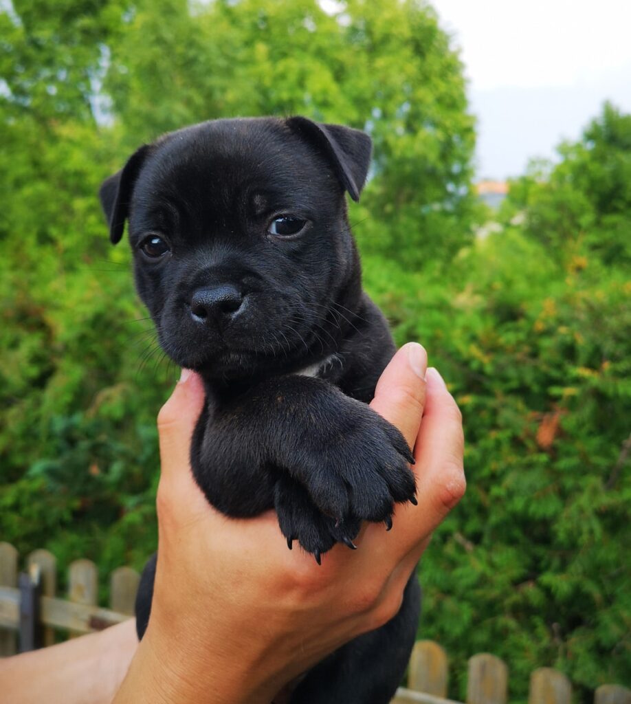 Eastbull_Puppies_Staffordshire_Bull_Terrier