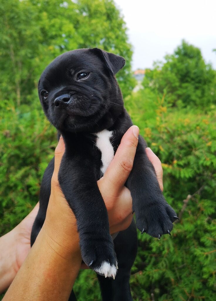 Eastbull_Puppies_Staffordshire_Bull_Terrier