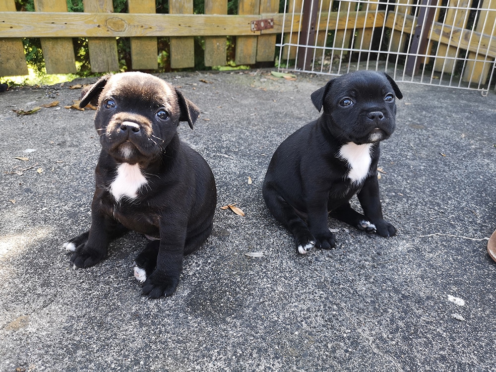 Eastbull_Puppies_Staffordshire_Bull_Terrier