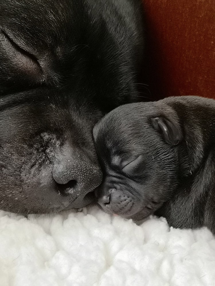 Eastbull_Puppies_Staffordshire_Bull_Terrier