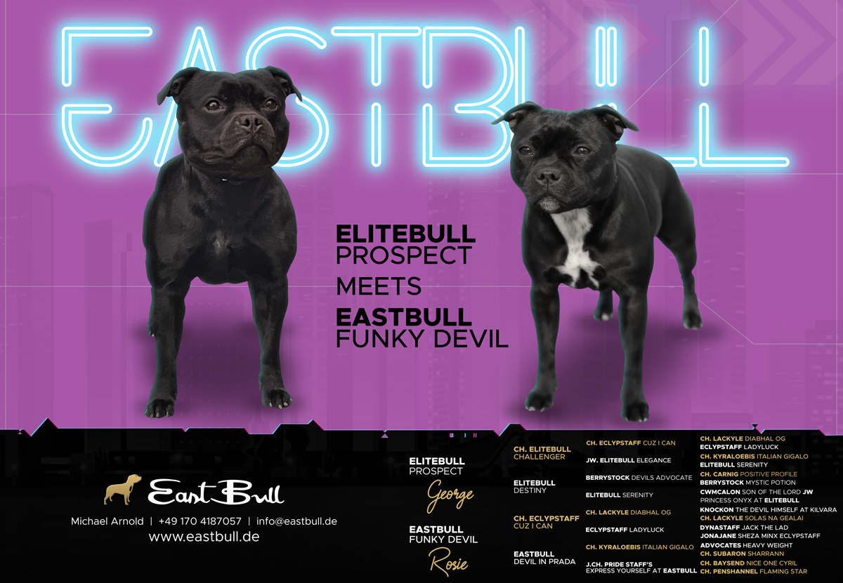 Eastbull Litter I - Eastbull Funky Devil x Elitebull Prospect